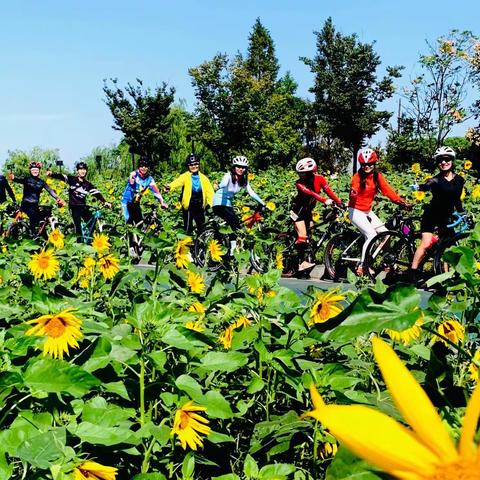 骑上单车🚴‍♀️🚴去鉴湖步行道看向日葵🌻