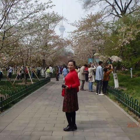2022年4月，堤岸柳初绿，玉渊樱已红，窈窕入画里，笑颜对春风。。。
