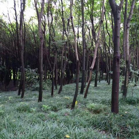 嘉兴南湖大道海绵建设前后对照