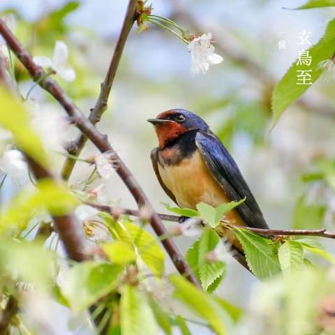 颍上县实验幼儿园三小分园园本课程“二十四节气—春分”