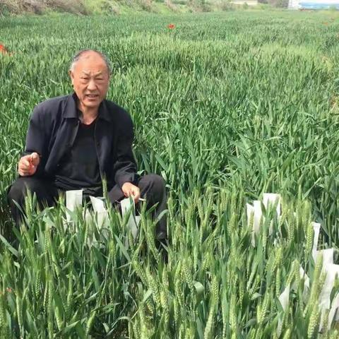鑫华麦818由河南农业大学和河南瑞星种业有限公司共同选育开发。