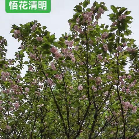 原创诗：一世花开谁不老，终将岁月刻碑痕