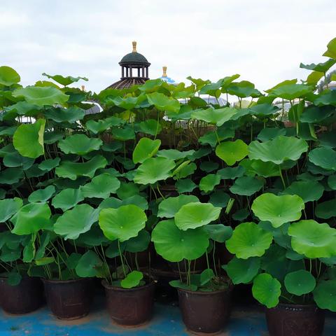 清风翻书的美篇