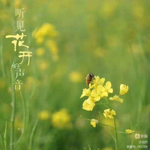 紧跟春天的脚步，聆听花开的声音——石寺镇上灯小学养花实践活动