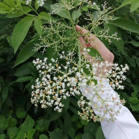 爱在家访，花开无声——记花园学校初中部博思中队暑期家访