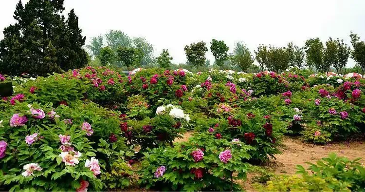 山东菏泽牡丹油