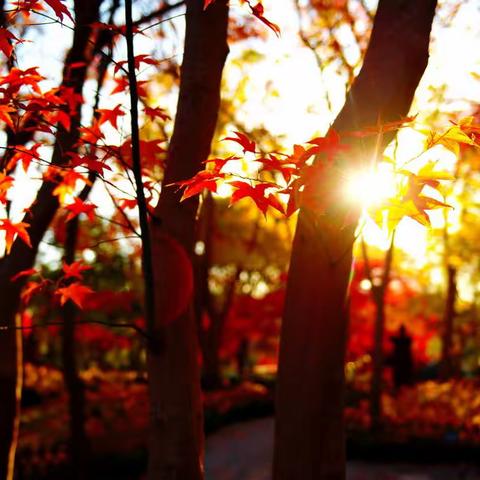 斑斓秋色一上海植物园