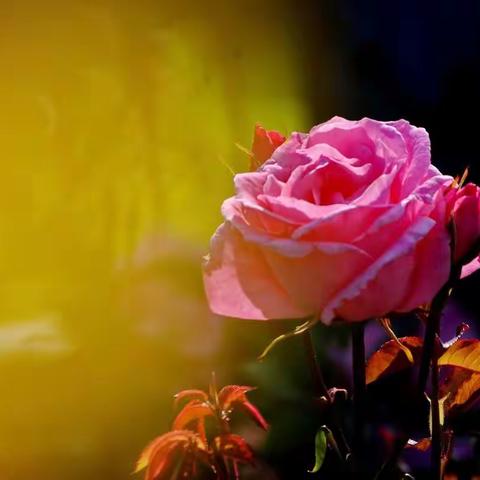 月季花开春滿园