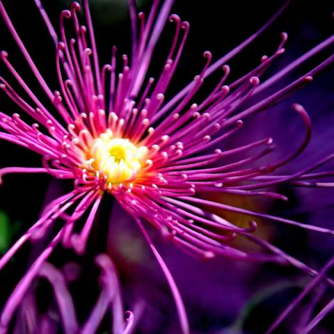 秋意浓浓映白池，菊花盛艳如梦醉