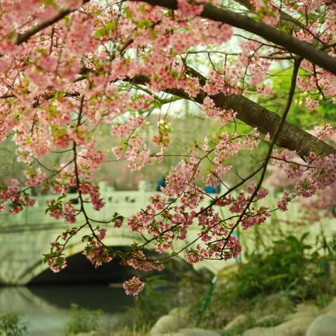 阳春三月，樱花芬芳惹人醉