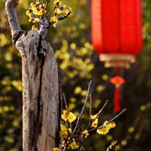 蜡梅花开又一年