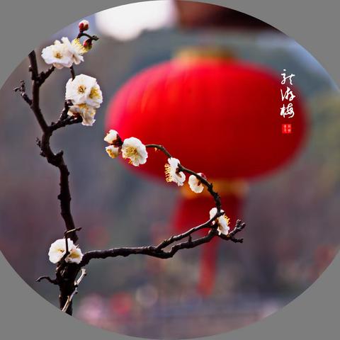 龙游梅一梅花中的珍品