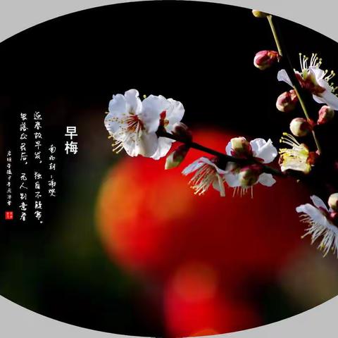 梅花绽放迎春来