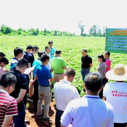 澄迈县司迺超县长一行到我院桥头地瓜脱毒苗繁育基地调研