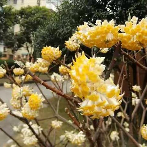 农科城里的结香花