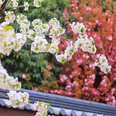 梦中不知身是客