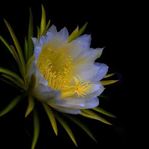 火龙果花开了，第一眼就被惊艳到了