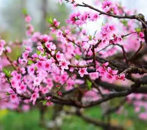 最是一年花红柳绿时