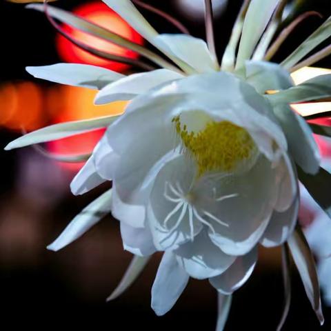 昙花