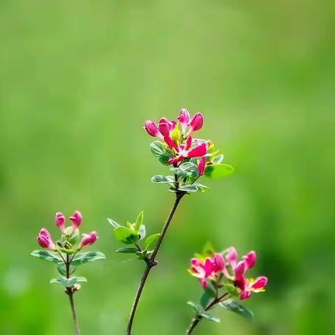 花花草草（秋水）