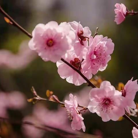 桃红柳绿又一春