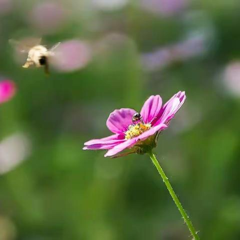 小花也烂漫