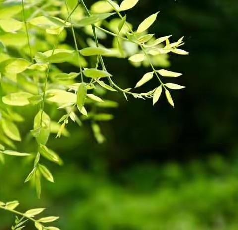花【小品】秋水