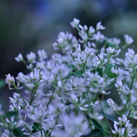 末伏(新韵)