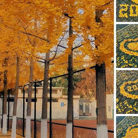 多彩的季节，桔子物业11月份工作纪实