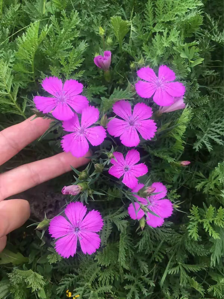 哪怕是狗尾巴花,也要在风中摇曳多姿,自己摆得开心就好!