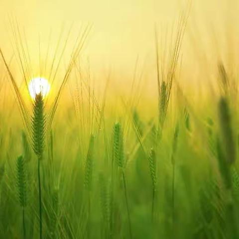 ⛅️风吹麦浪🌾✨芒种希望✨—小牛津东部风景幼儿园大三班系列活动