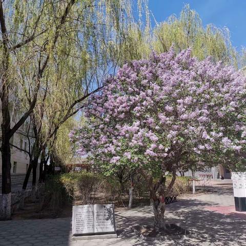 沙中花事——张家口市实验中学建校七十周年校园风物篇