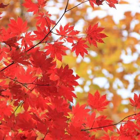 岁月静好，唯爱到老！