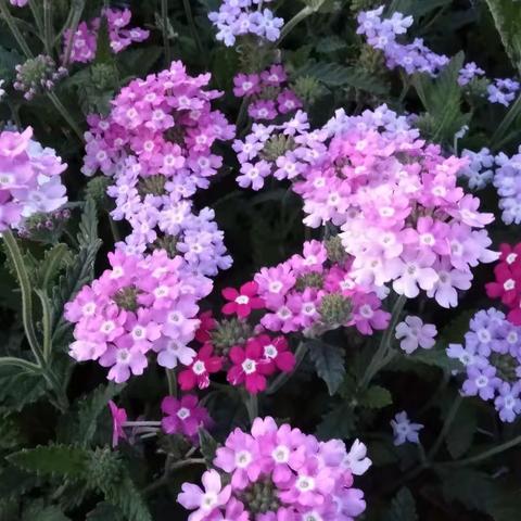 最是夏花绚烂时，偷得浮生半日闲