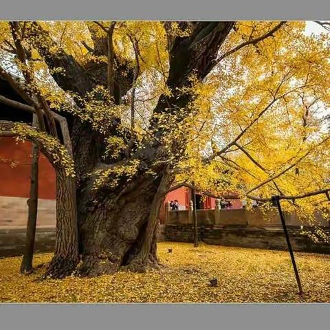 刘远昆同学一一一 我们大家在找你！ 淮南电大91级财会班同学会