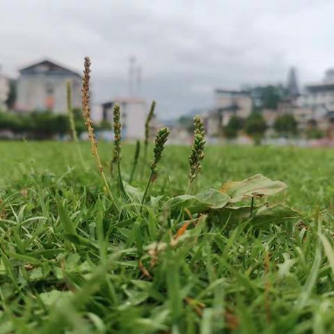 花谢果未成