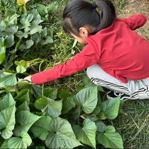 快乐“薯”于你 莱州市双语学校四年级十五中队邱泉灵