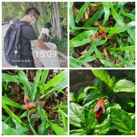 深爱绿化，圳美花开——防治朱红毛斑蛾专篇