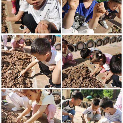 萝卜畅想曲（一）