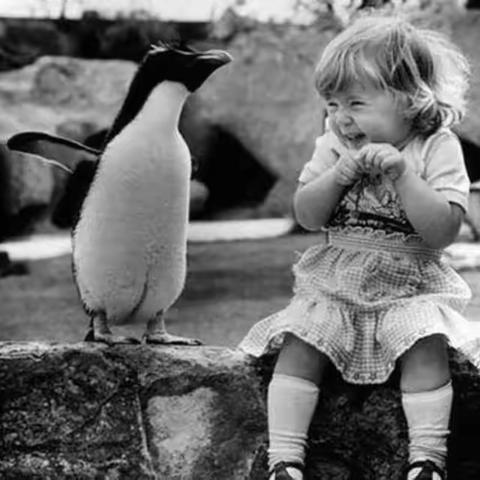 动物朋友  下篇の嗨！我的朋友