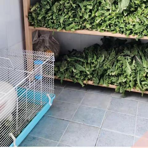 动物朋友 上篇の我和毛毛有个约会