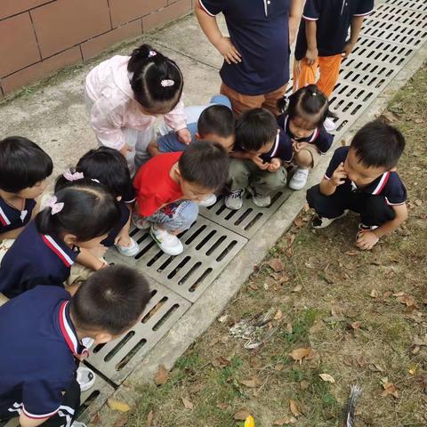 小鸟？ ! 小鸟 ！