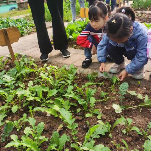 萝卜畅想曲「 二 」