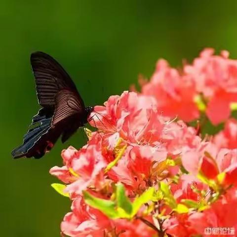 诗歌爱好者对句展示