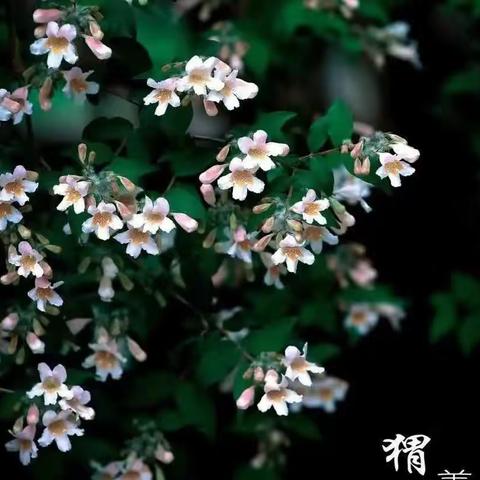 诗歌爱好者对句展示