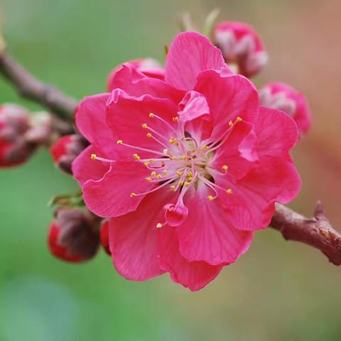 诗歌爱好者对句展示