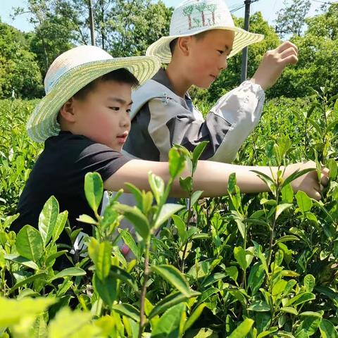 探索花海世界，乐享茶趣自然——长丰县岗集镇中心学校四年级研学游活动报道