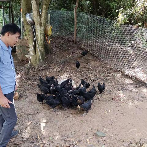 天涯区农业农村局高峰片动物防疫员今日下村工作记录