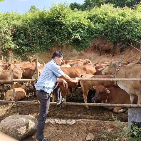 我为群众办事实/天涯区农业农村局高峰片防疫员下村工作记录