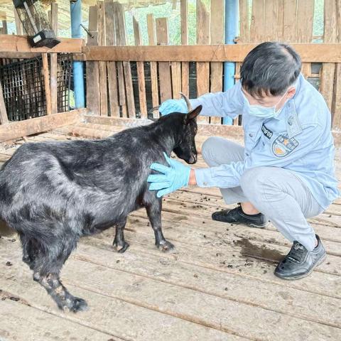 我为群众办实事/天涯区农业农村局高峰片防疫员下村工作记录